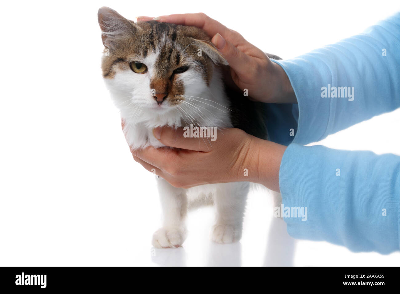 La zoothérapie avec le chat - gros plan sur les mains qui caresse le chat Banque D'Images