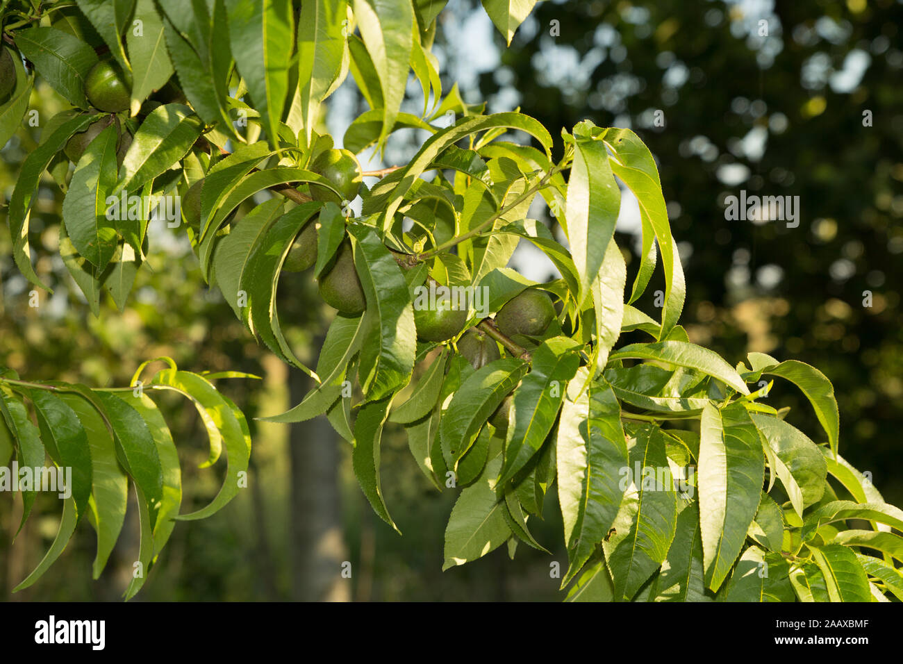 Pêche non mûre sur la branche dans le jardin en campagne Banque D'Images