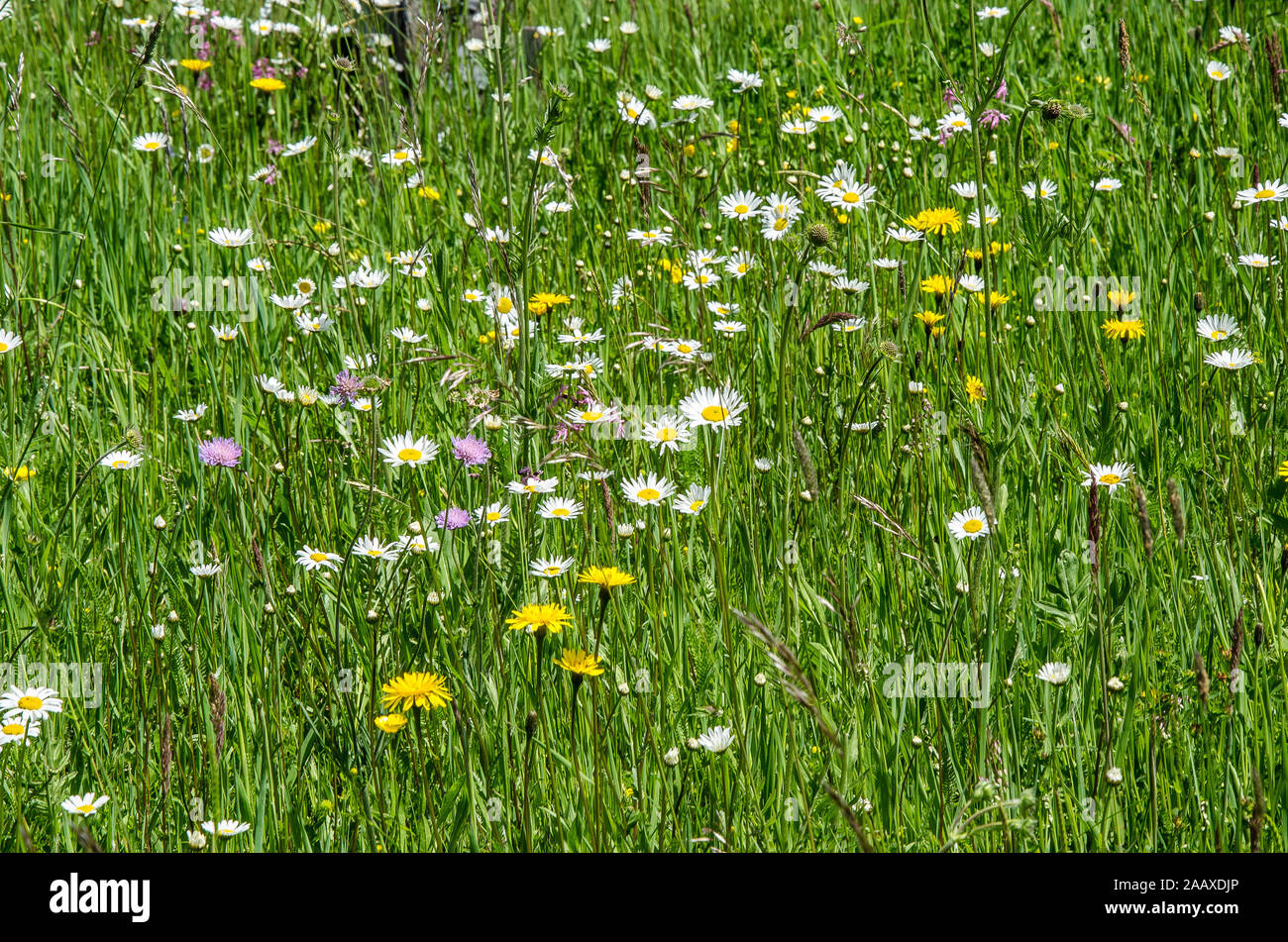 Un printemps tardif mène à une grande explosion de fleurs sauvages dans les prés Banque D'Images