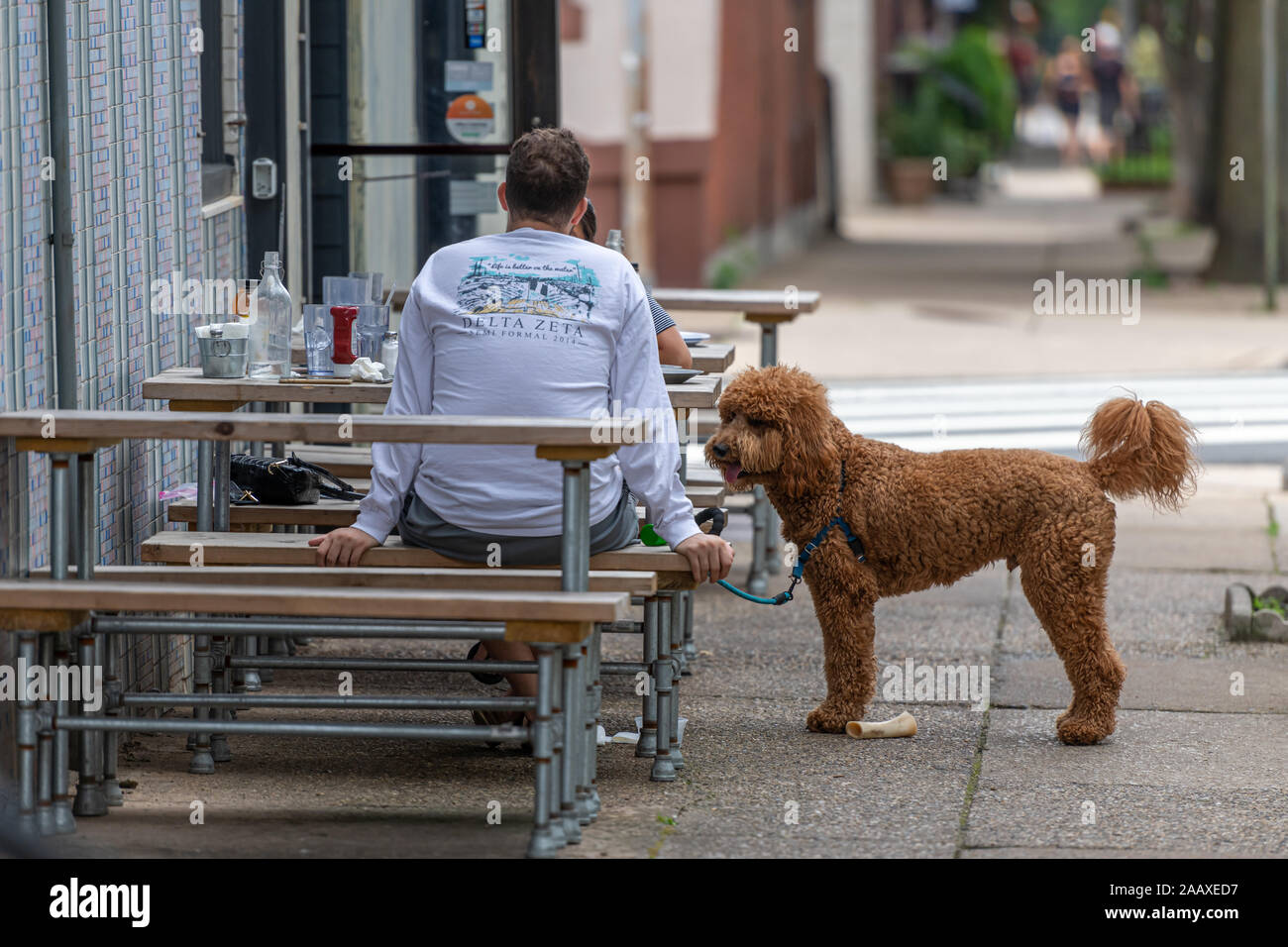 Un labradoodle attend patiemment ses propriétaires à la fin d'un repas au restaurant Grec Moustaki sur la Race Street Banque D'Images