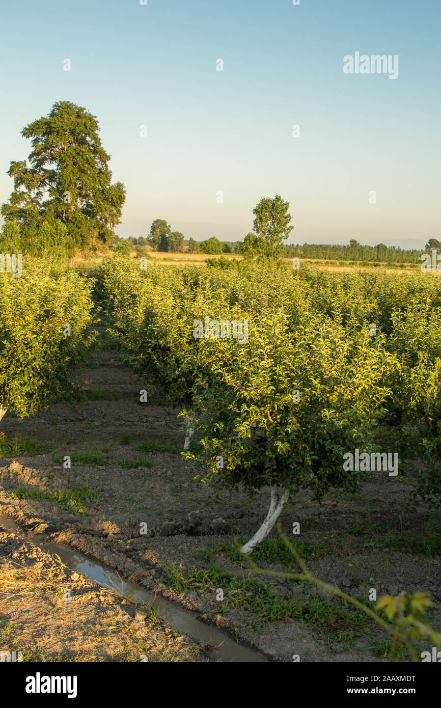 Jardin de pommes avec un immense arbre de couronne luxuriant en arrière-plan Banque D'Images