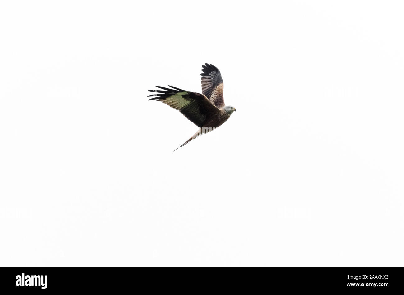 Le Milan royal Milvus milvus,, volant dans les airs contre ciel blanc brillant, Allemagne, Europe de l'Ouest Banque D'Images