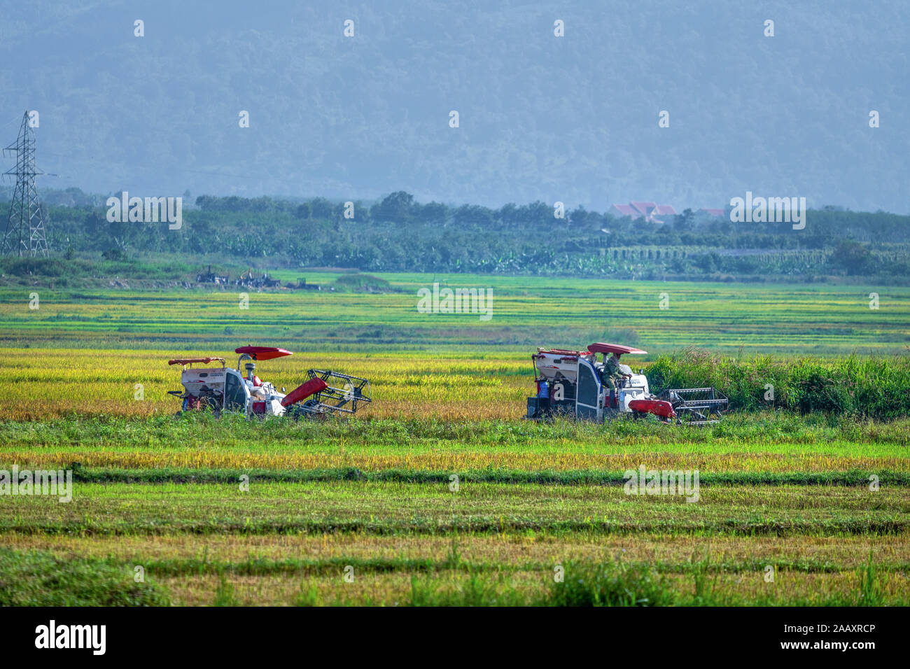 Agriculteur récoltant du riz sur le champ de riz Ong son, Gia Lai, Vietnam. Libre de droits de haute qualité libre de stock Panorama image paysage de terrasses rizières Banque D'Images