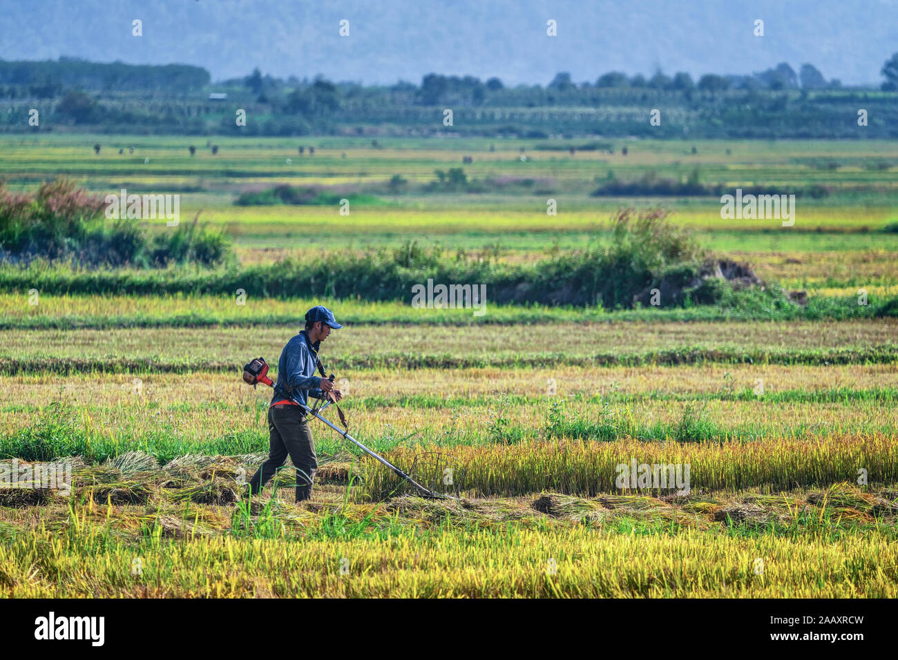 Agriculteur récoltant du riz sur le champ de riz Ong son, Gia Lai, Vietnam. Libre de droits de haute qualité libre de stock Panorama image paysage de terrasses rizières Banque D'Images