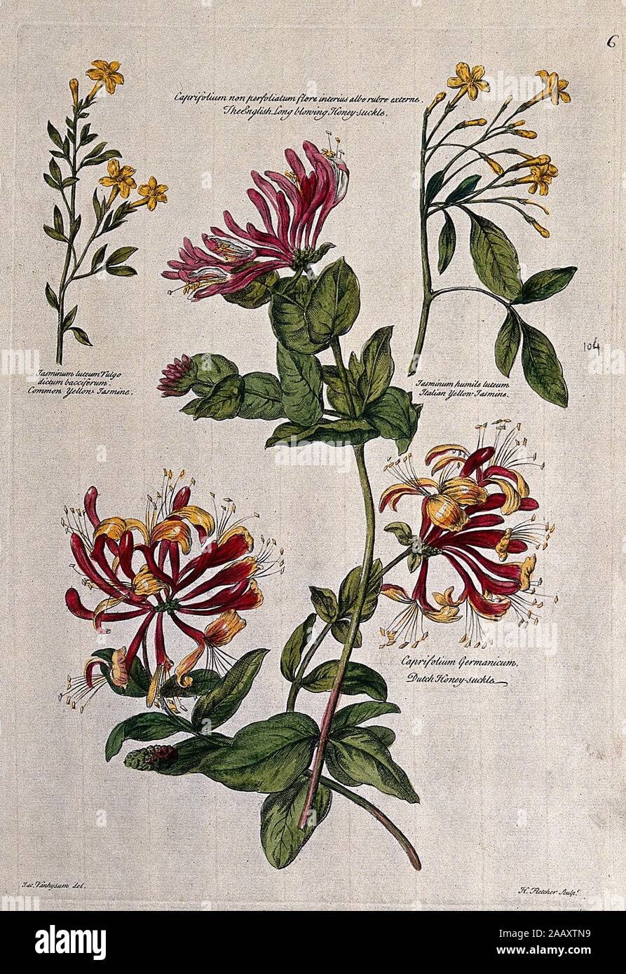 Chèvrefeuille (Lonicera espèce) et de jasmin (Jasminum espèce) tiges à  fleurs. Gravure couleur par H. Fletcher, c. 1730, d'après J. van  Huysum..jpg AAXTN - 29 Photo Stock - Alamy