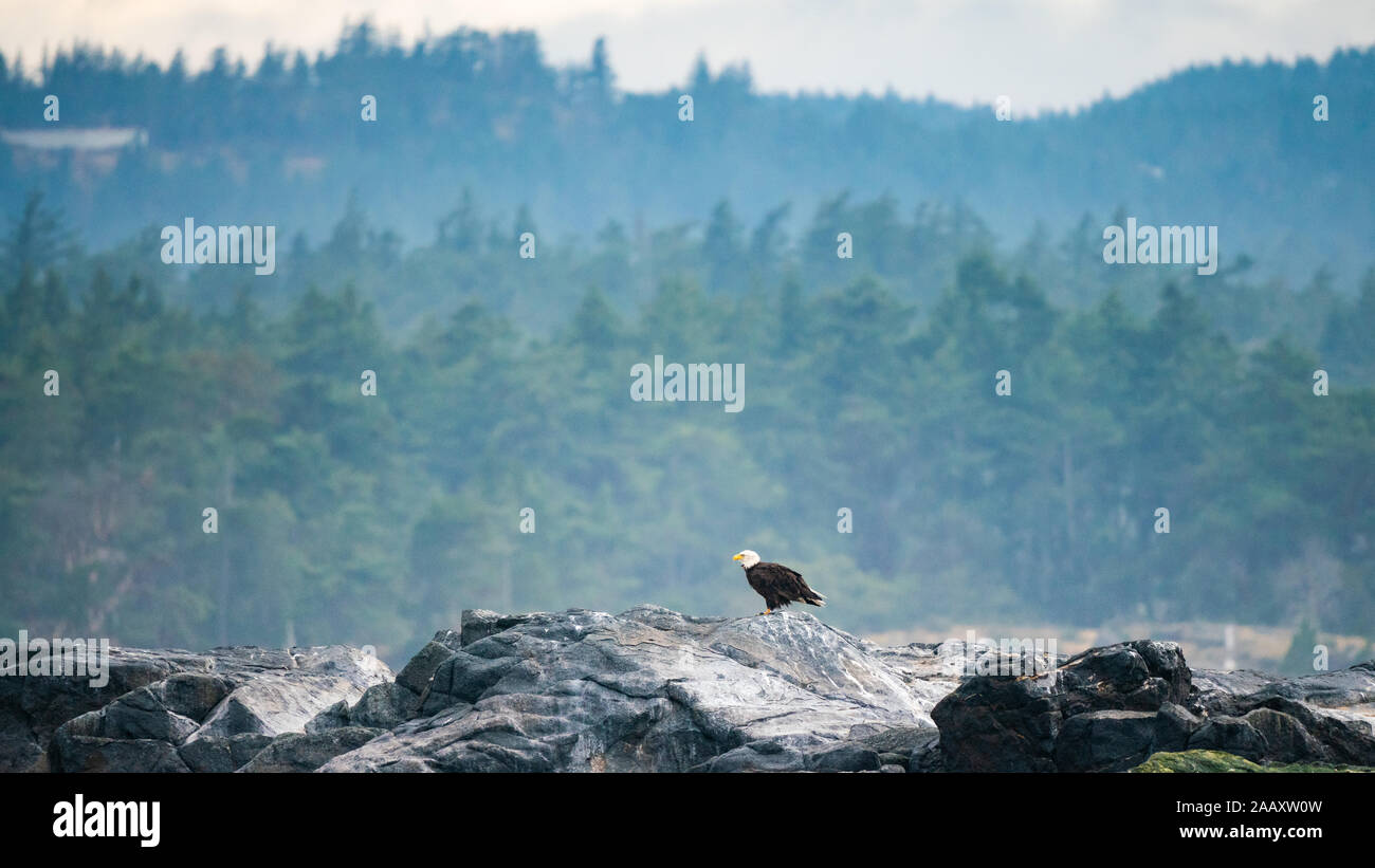 Pygargue à tête blanche sur les roches à Victoria Bay, île de Vancouver, Colombie-Britannique, Canada Banque D'Images