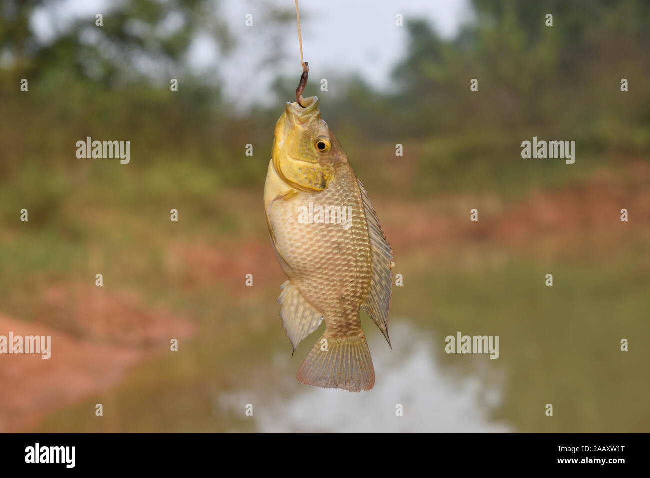 Sur un crochet de pêche Banque D'Images