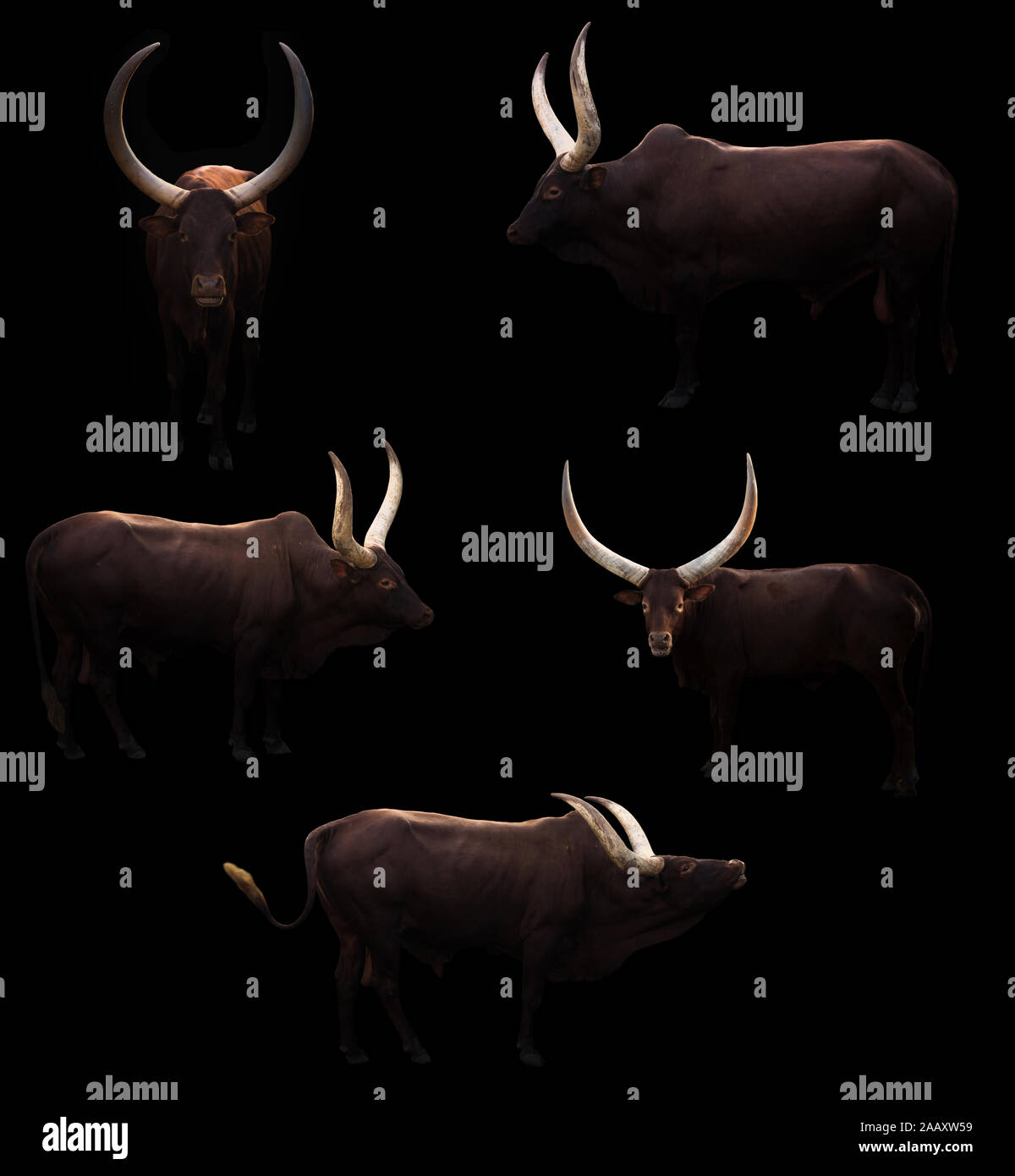 Watusi ankole debout dans un fond sombre Banque D'Images