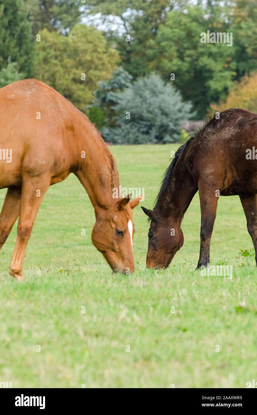 Equus ferus caballus, pâturage cheval domestique sur un pâturage à la campagne en Allemagne Banque D'Images