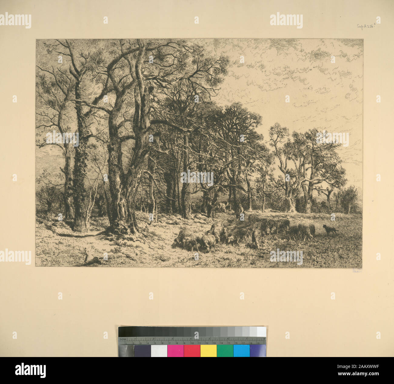 Troupeau de moutons avec shepherd titres conçus par cataloger. Holdings annotées dans les copie de l'Oeuvre de Ch. Jacque catalogue de ses eaux-fortes et pointes sèches. Citation/Référence : [SuppA256(II ?/ ?)] ; troupeau de moutons avec berger. Banque D'Images