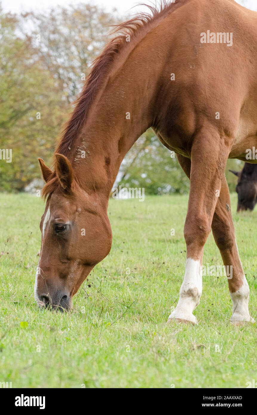 Equus ferus caballus, pâturage cheval domestique sur un pâturage à la campagne en Allemagne Banque D'Images