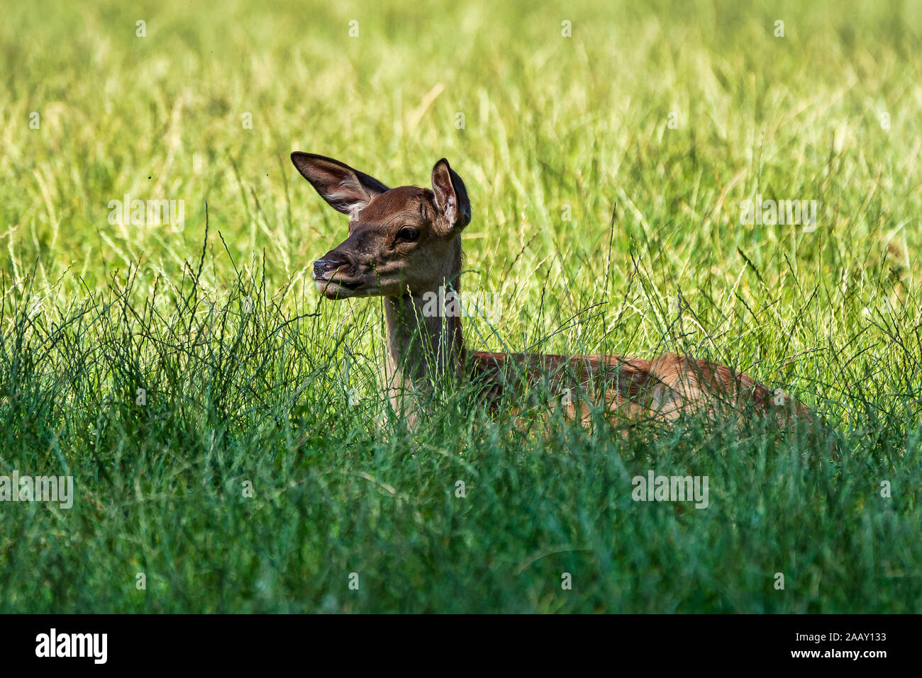 Chevreuil, Capreolus capreolus vit principalement en Allemagne et en France Banque D'Images