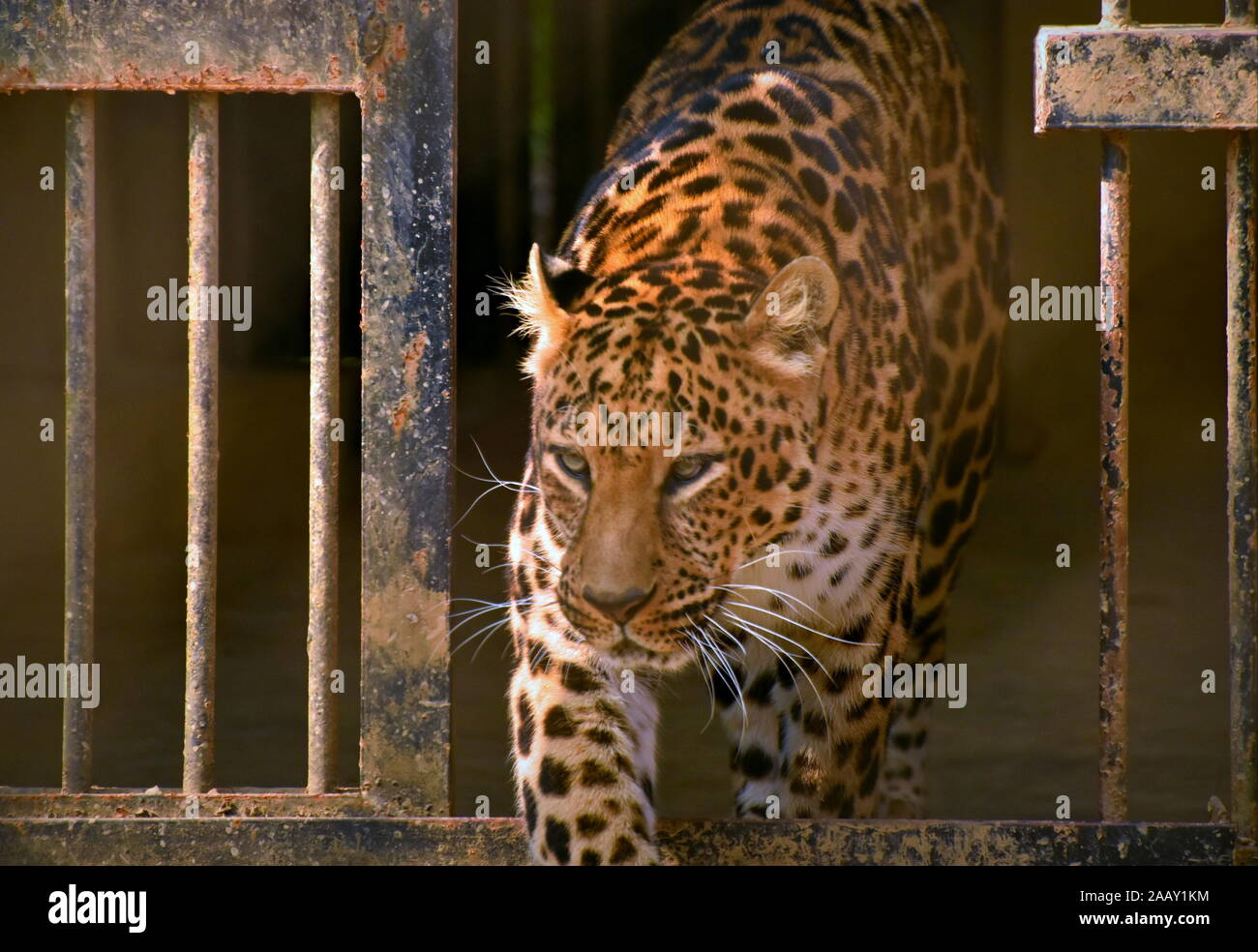 Leopard close-up laissant derrière la cage Banque D'Images