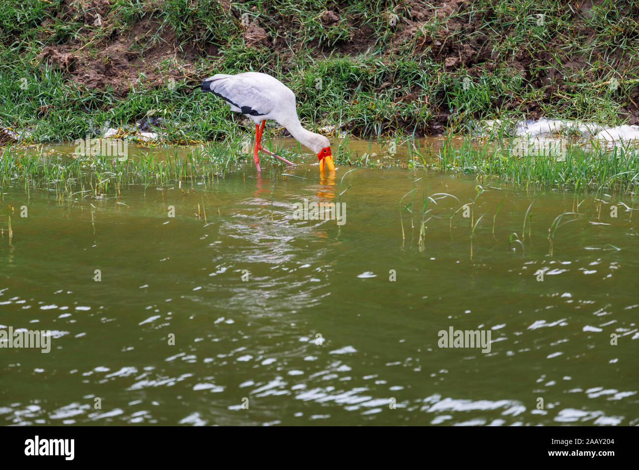 Yellow-billed stork (Mycteria ibis) Cultures fourragères sur les rives de la Canal Kazinga par Lake Edward dans le Parc national Queen Elizabeth, à l'ouest de l'Ouganda Banque D'Images