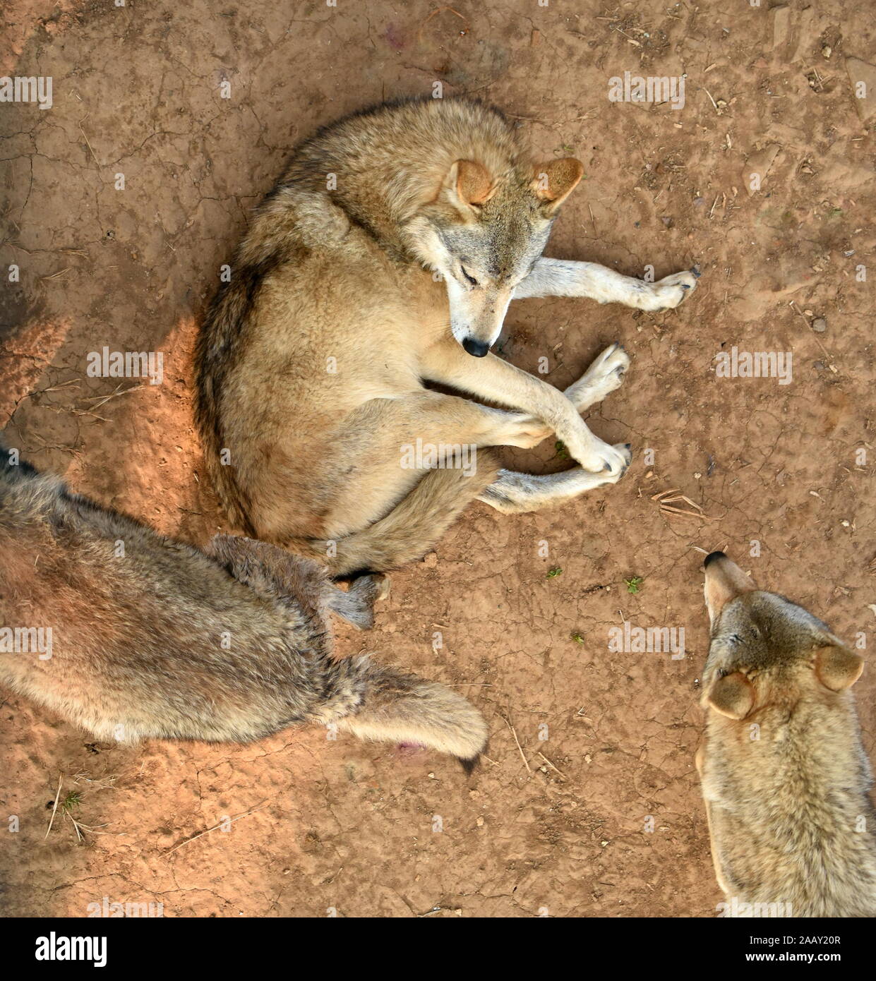 En regardant trois loups jouant en position allongée sur le sol Banque D'Images