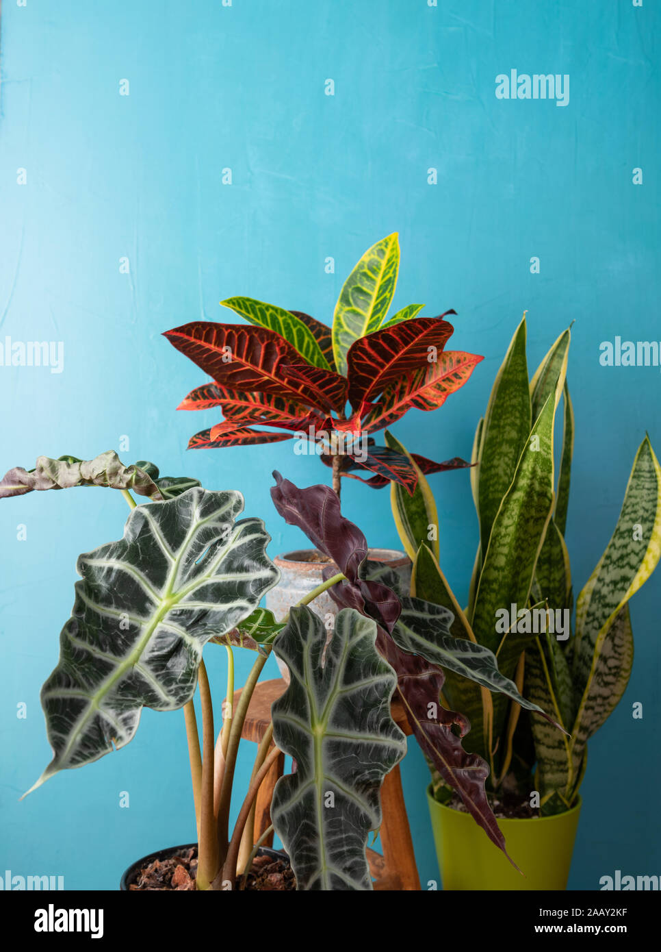 Arrangement de plantes tropicales rares dans un intérieur Banque D'Images