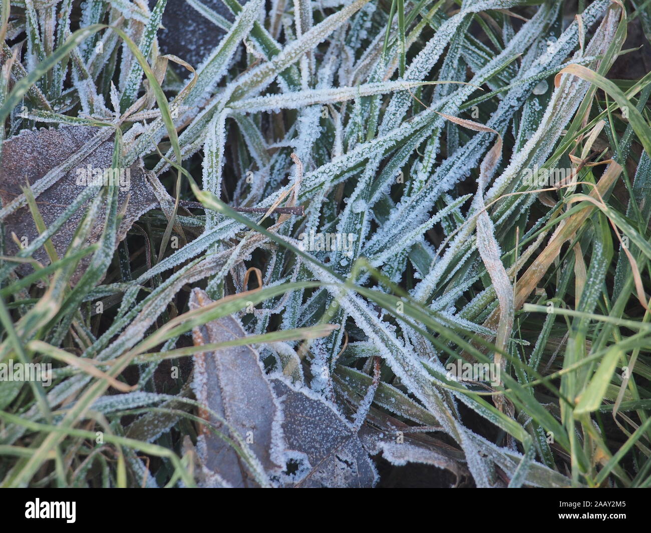 L'herbe verte et grise, feuilles mortes couvertes de givre. Les petits cristaux de glace. Close up. Banque D'Images