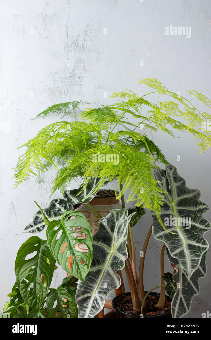 Composition de plantes tropicales dans un intérieur Banque D'Images