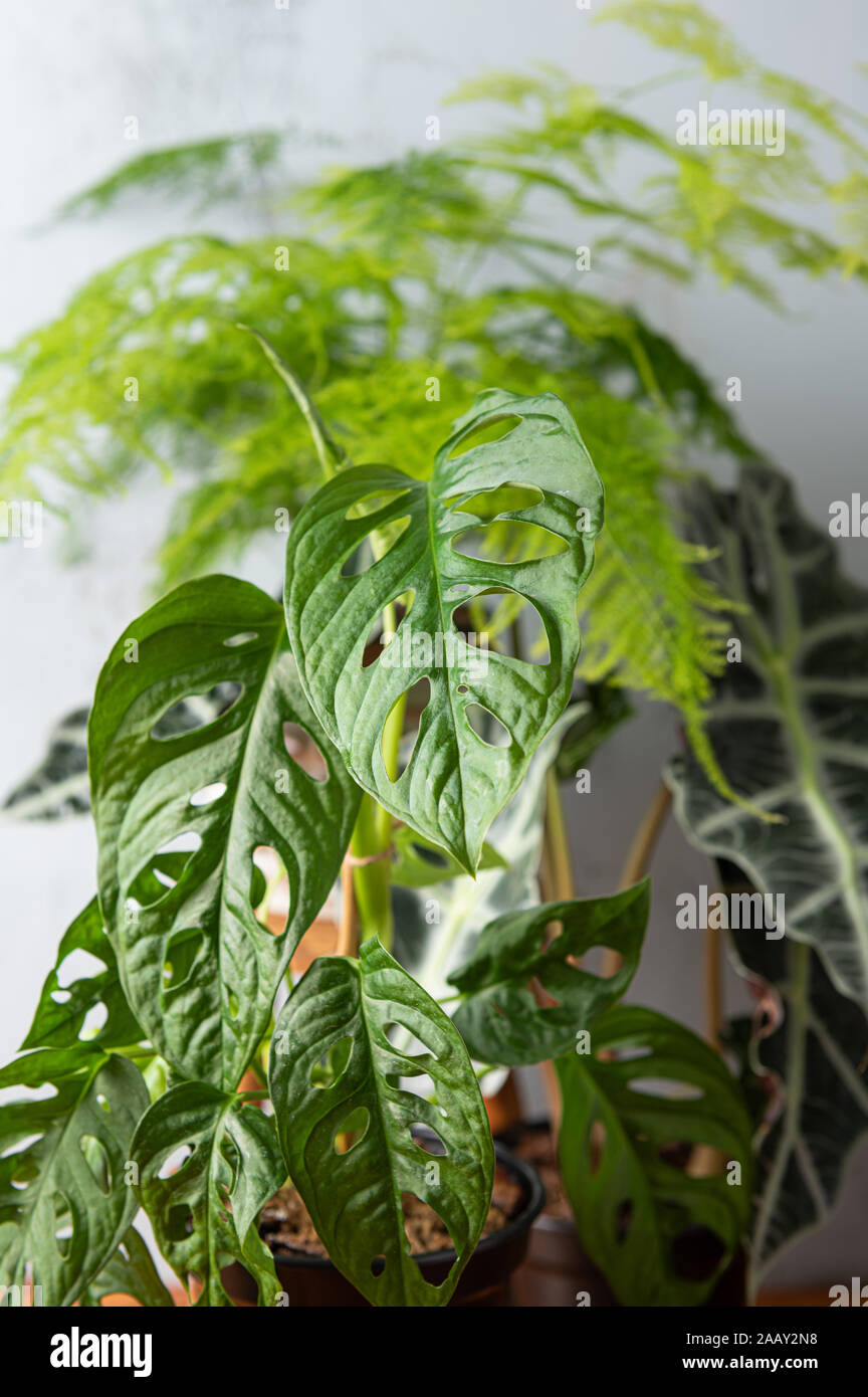 Composition de plantes tropicales dans un intérieur Banque D'Images