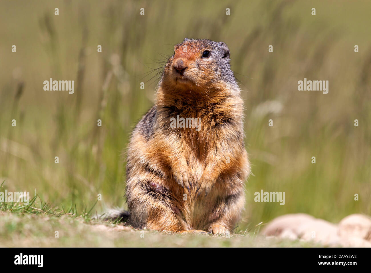 Spermophile du assis près de son terrier dans E. C. Manning Provincial Park, dans le sud de l'intérieur, de la Colombie-Britannique, Canada. Banque D'Images