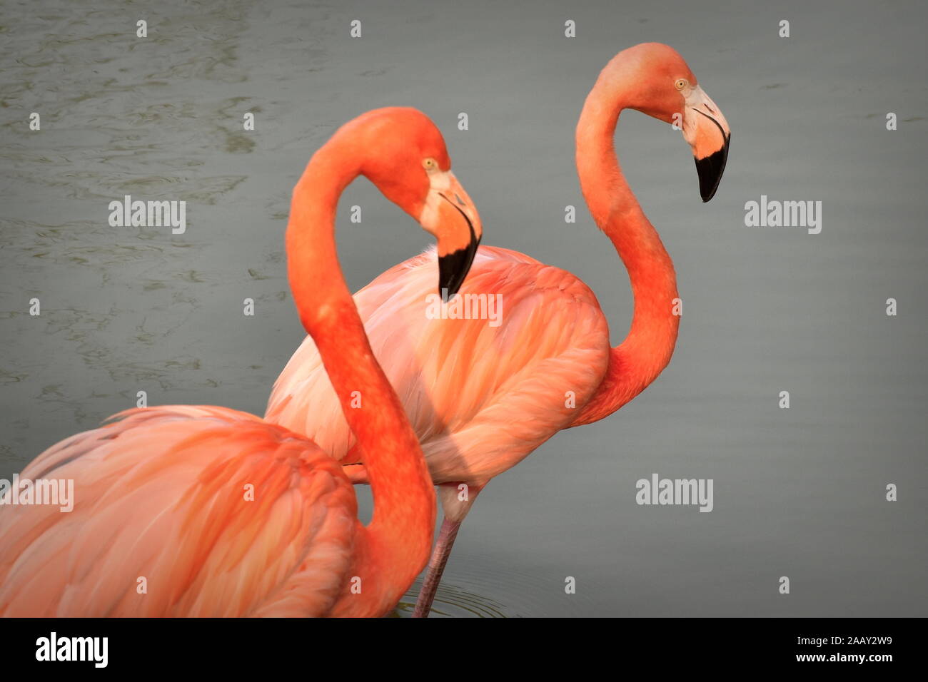 Deux magnifiques flamants colorés se tenir ensemble avec S-cou Banque D'Images