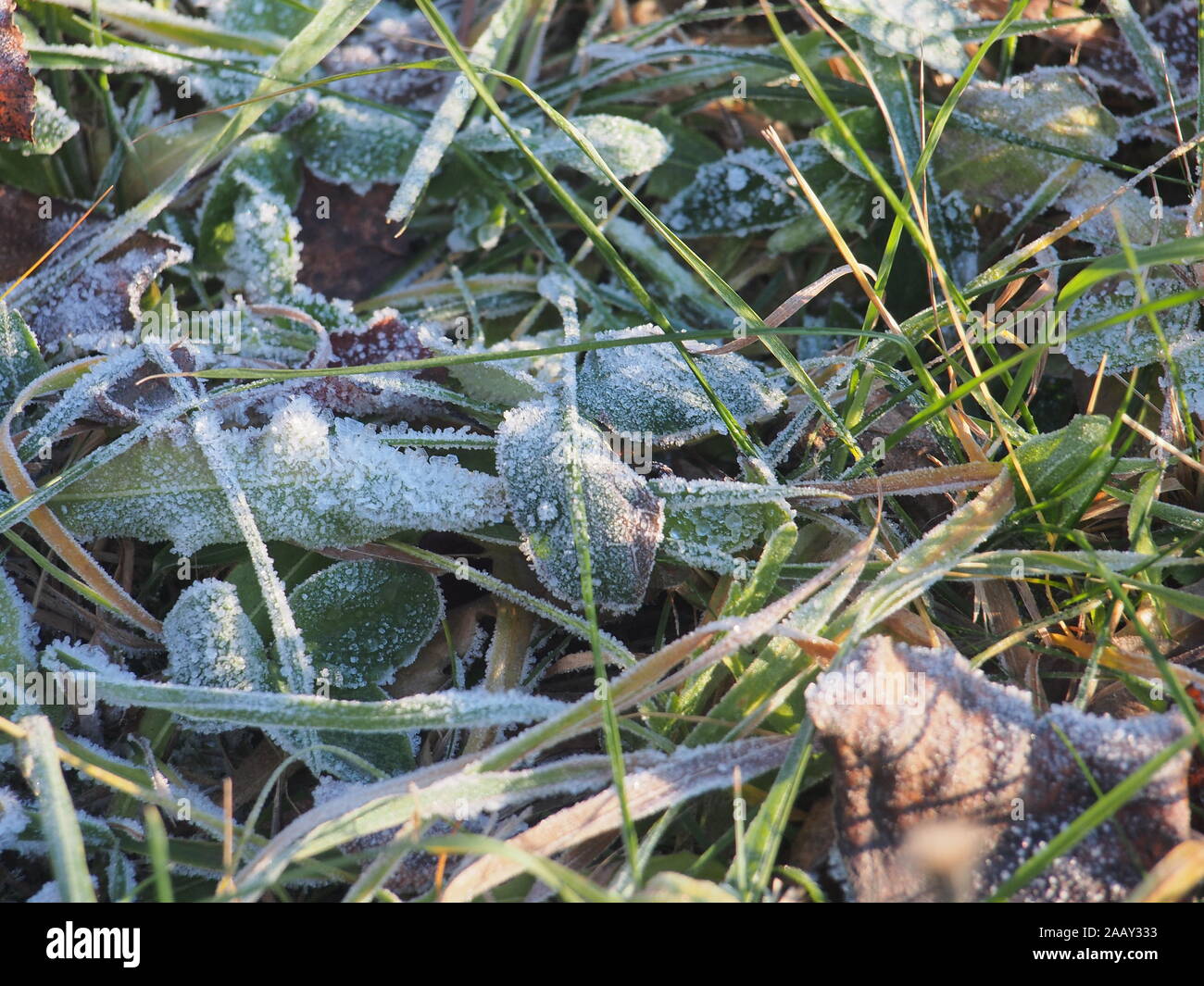 L'herbe verte et grise, feuilles mortes couvertes de givre. Les petits cristaux de glace. Close up. Banque D'Images