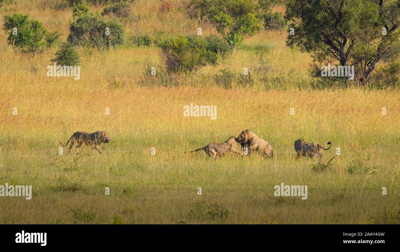 Quatre lions mâles luttant pour le territoire, le Parc National de Pilanesberg, Afrique du Sud. Banque D'Images