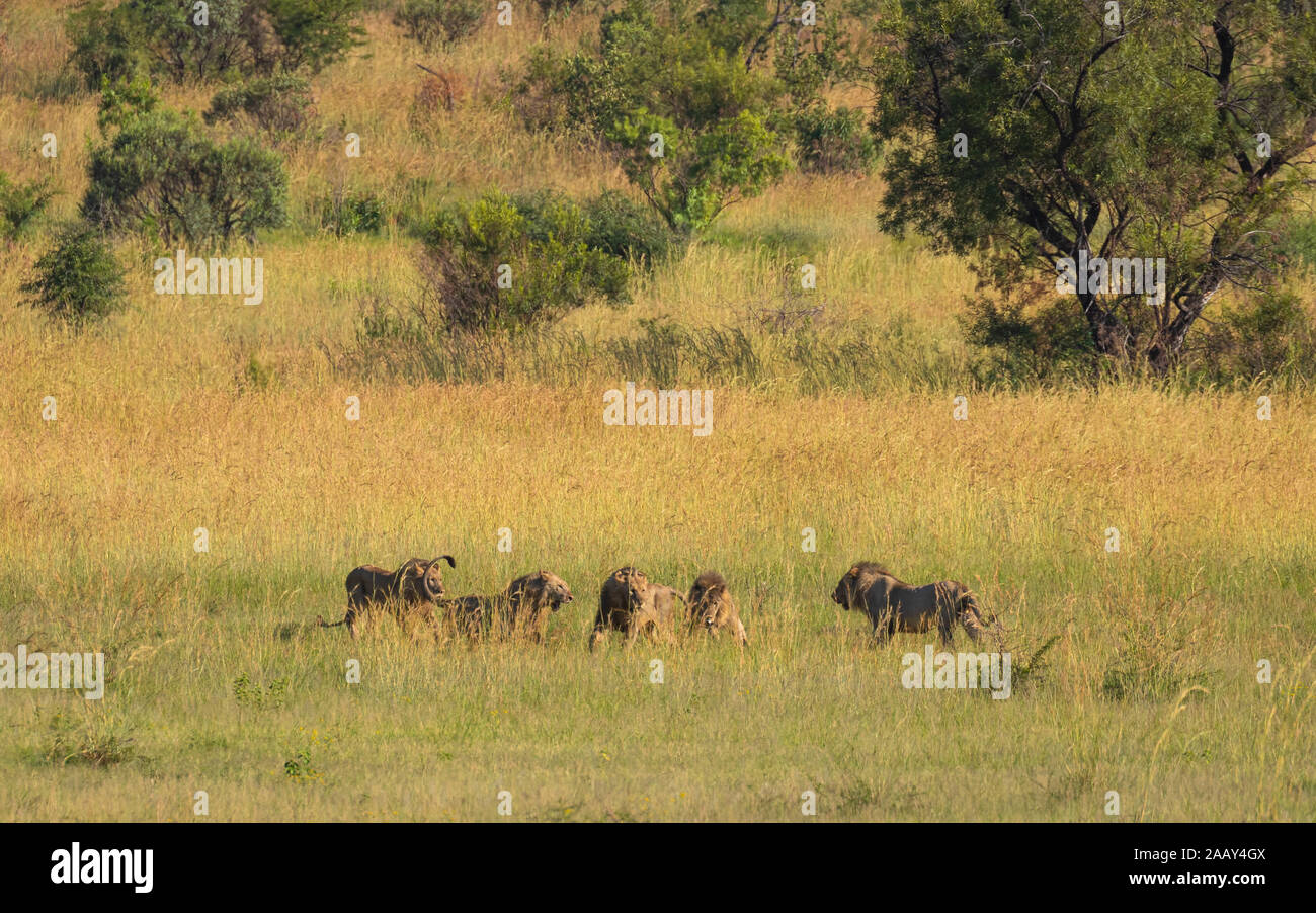 Cinq lions mâles luttant pour le territoire, le Parc National de Pilanesberg, Afrique du Sud. Banque D'Images
