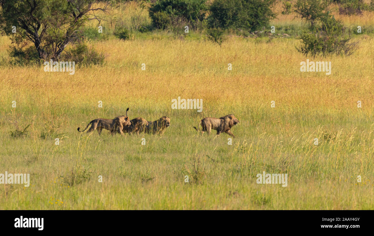 Quatre lions mâles luttant pour le territoire, le Parc National de Pilanesberg, Afrique du Sud. Banque D'Images