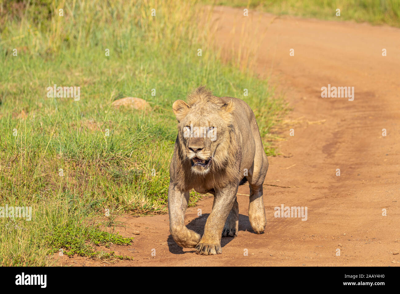 Lion mâle ( Panthera leo Leo) d'exécution pour que d'autres lions, Pilanesberg National Park, Afrique du Sud. Banque D'Images