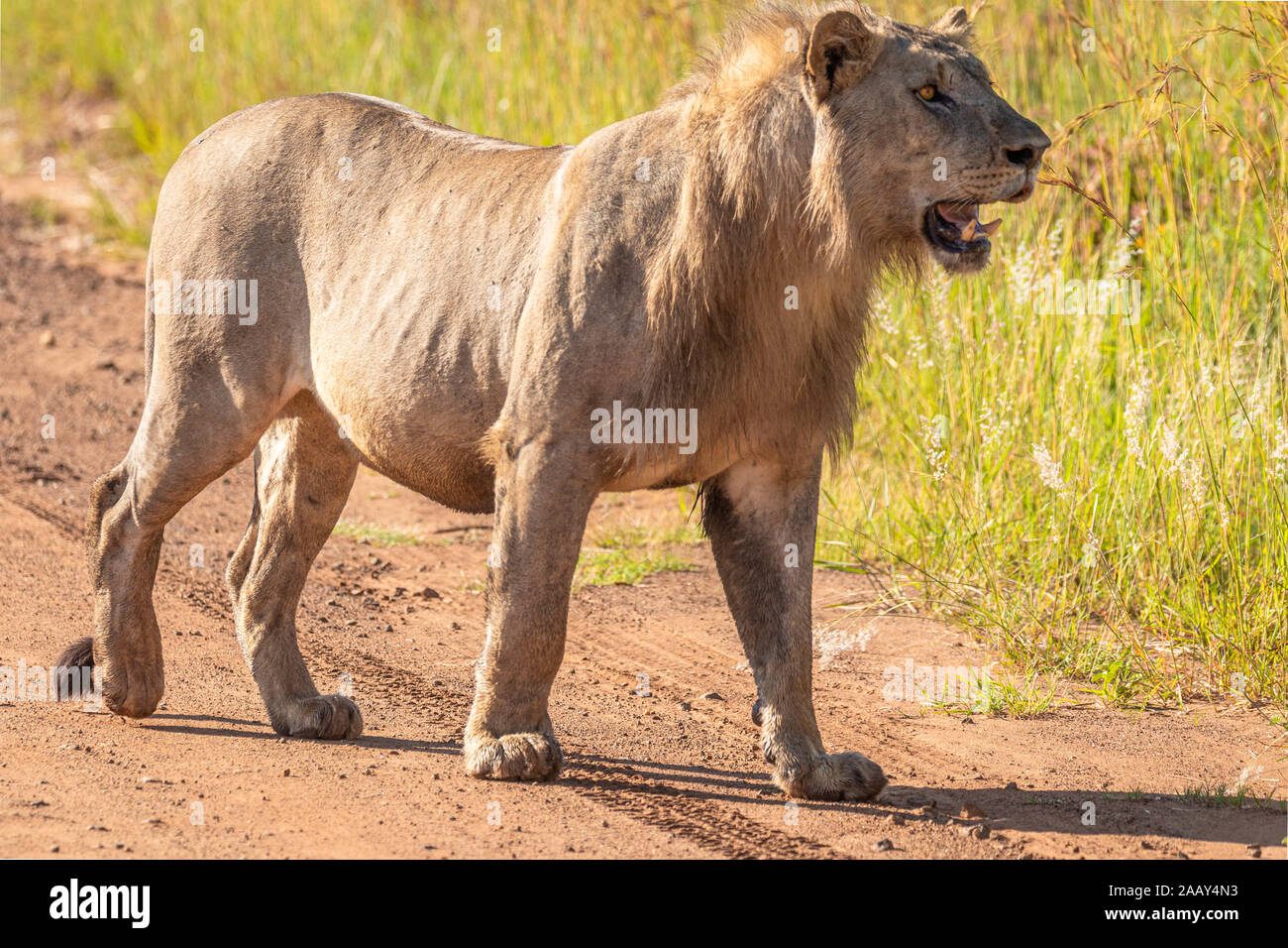 Lion mâle ( Panthera leo Leo) debout sur la route à d'autres lions, Pilanesberg, Afrique du Sud. Banque D'Images