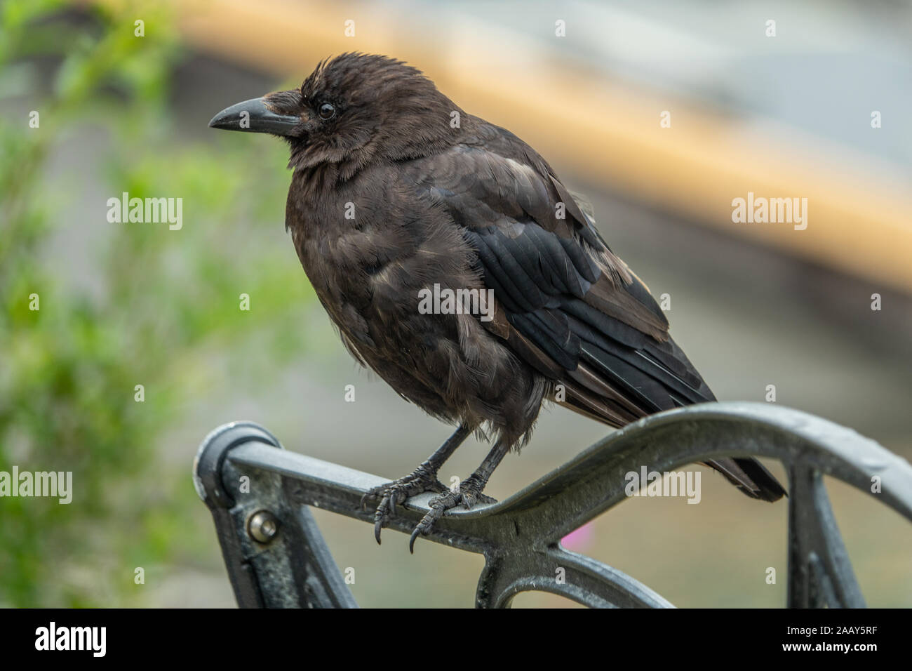 Corbeau Sombre Banque D Image Et Photos Alamy Corbeau Sombre Banque D Image Et Photos Alamy