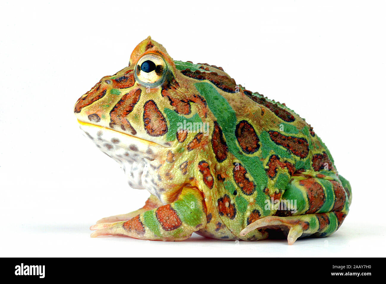 Schmuckhornfrosch Schmuck-Hornfrosch Hornfrosch,,, (Ceratophrys ornata), Ceratophrys cranwelli, Banque D'Images