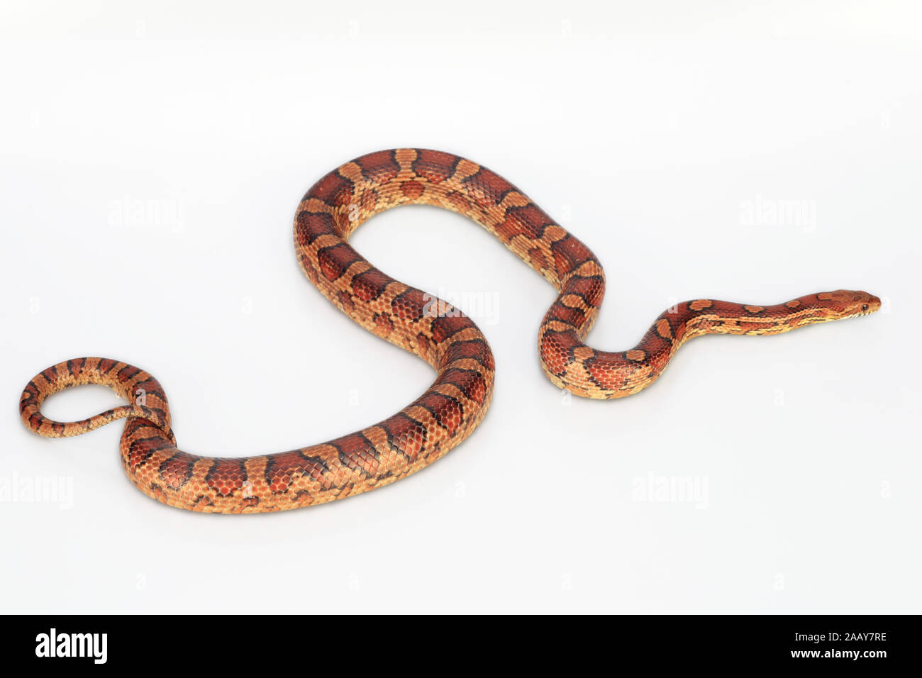 Kornnatter (Elaphe guttata) | serpent de maïs (Elaphe guttata) | BLWS027841.jpg [ (c) blickwinkel/fotototo Tel.  +49 (0)2302-2793220, E-mail : info@blickwink Banque D'Images