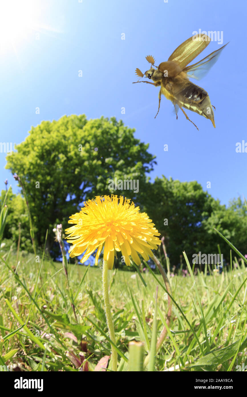 Maikaefer, Feldmaikaefer (Melolontha melolontha), von Loewenzahnbluete fliegt auf, Deutschland | common cockchafer, maybug (Melolontha melolontha), ta Banque D'Images