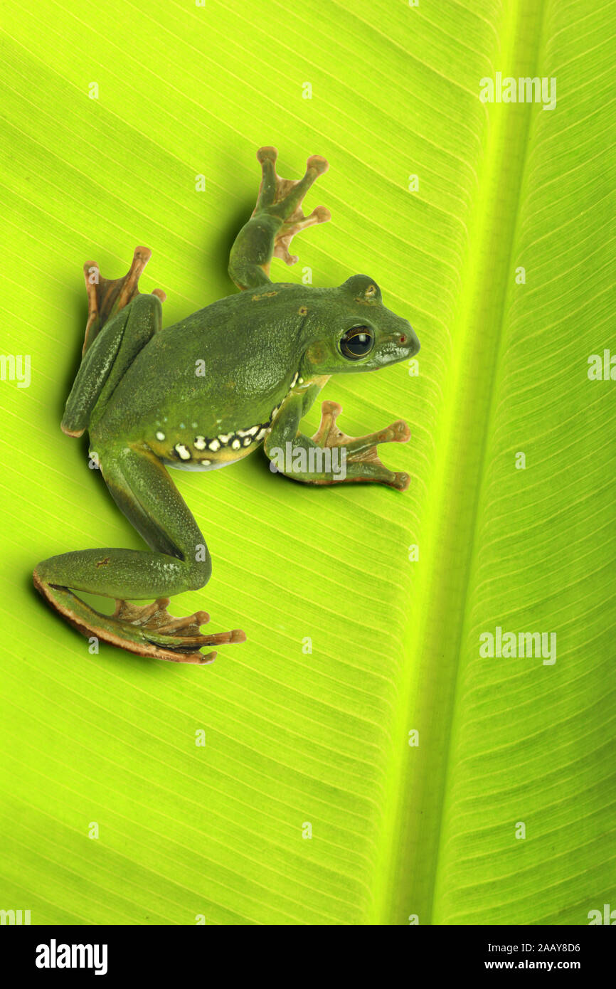 Rhacophorus dennysi Gruener (Riesenflugfrosch), sitzt auf Blatt | Blanford's frog à fouetter, asiatique, asiatique rainette de vol à voile (Rhacopho treefrog Banque D'Images