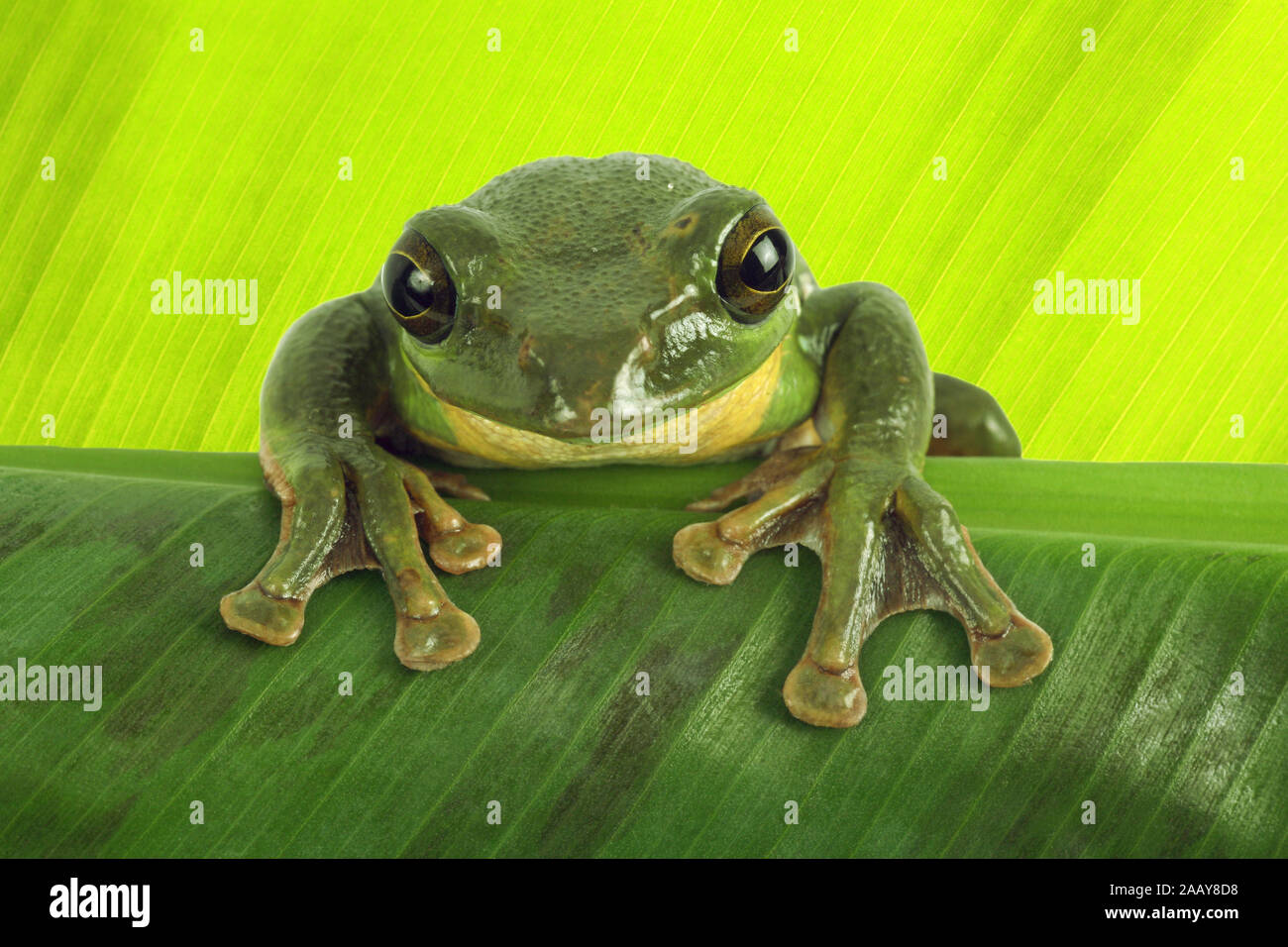 Rhacophorus dennysi Gruener (Riesenflugfrosch) | Blanford's frog à fouetter, asiatique, asiatique rainette de vol à voile (Rhacophorus dennysi treefrog) | BL Banque D'Images