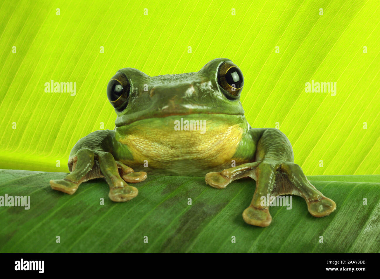Rhacophorus dennysi Gruener (Riesenflugfrosch) | Blanford's frog à fouetter, asiatique, asiatique rainette de vol à voile (Rhacophorus dennysi treefrog) | BL Banque D'Images