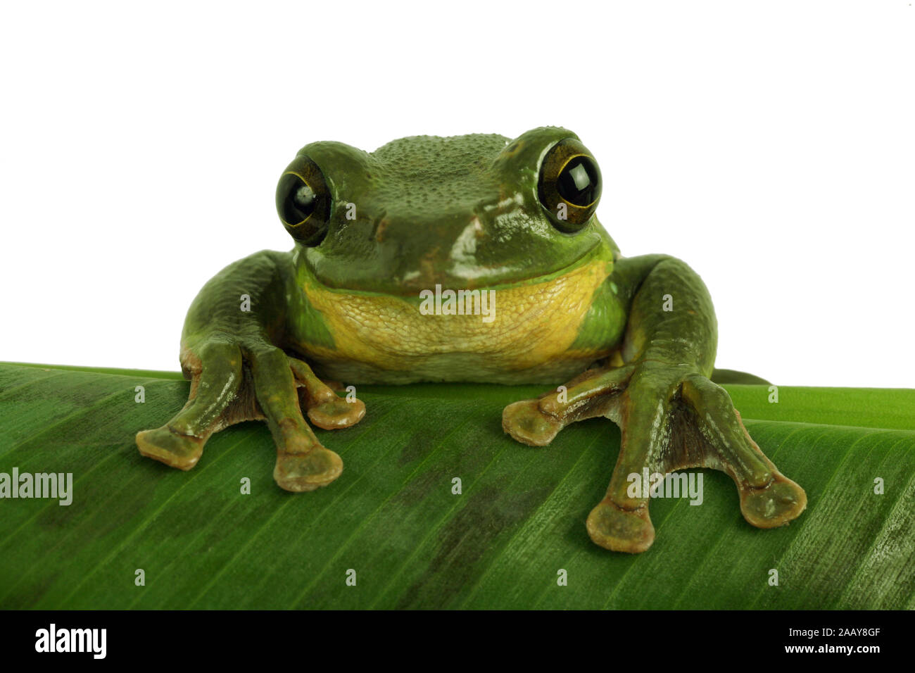 Rhacophorus dennysi Gruener (Riesenflugfrosch) | Blanford's frog à fouetter, asiatique, asiatique rainette de vol à voile (Rhacophorus dennysi treefrog) | BL Banque D'Images