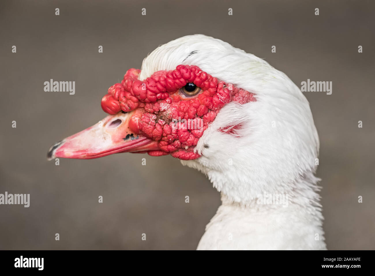 Le canard de Barbarie ou Cairina moschata portrait Banque D'Images