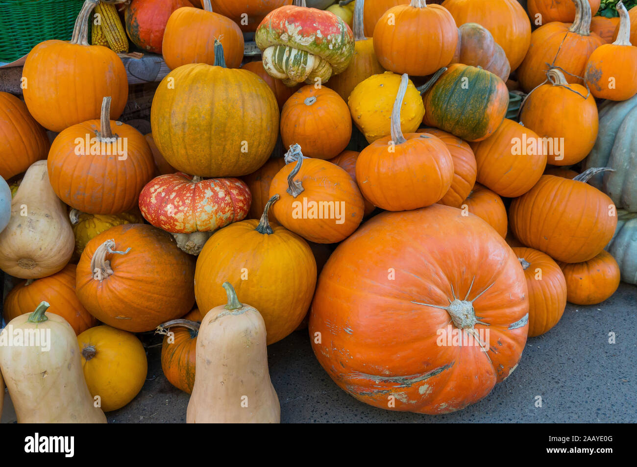 Automne Couleur Pumpkins im Whole Foods Market.fruits et légumes crus. Concept d'aliments biologiques sains Banque D'Images