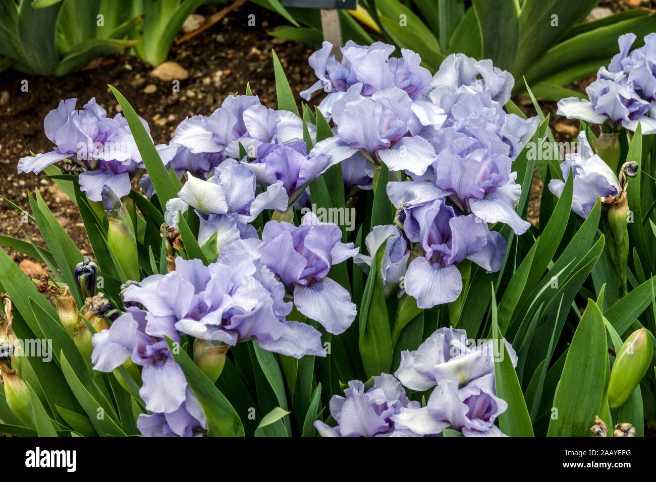 Blue Iris Barbata nana Iris 'Rain Dance' Standard nain barbu Iris Banque D'Images
