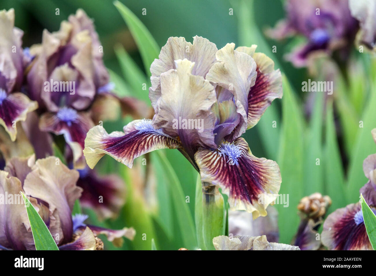 Iris barbata nana Iris 'Vechory na Khutori' iris barbu nain standard Banque D'Images