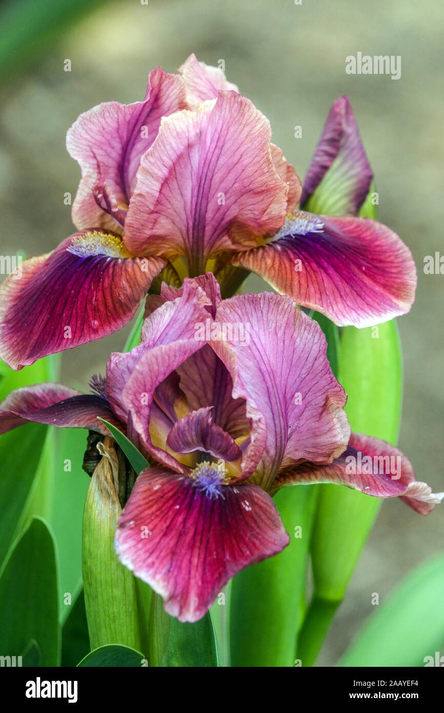 Iris barbata 'nana' Bembes close up flower Banque D'Images
