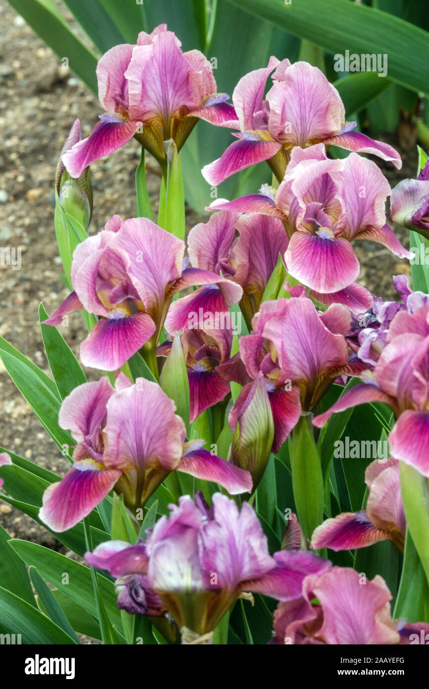 Iris barbata 'nana' Bembes Banque D'Images