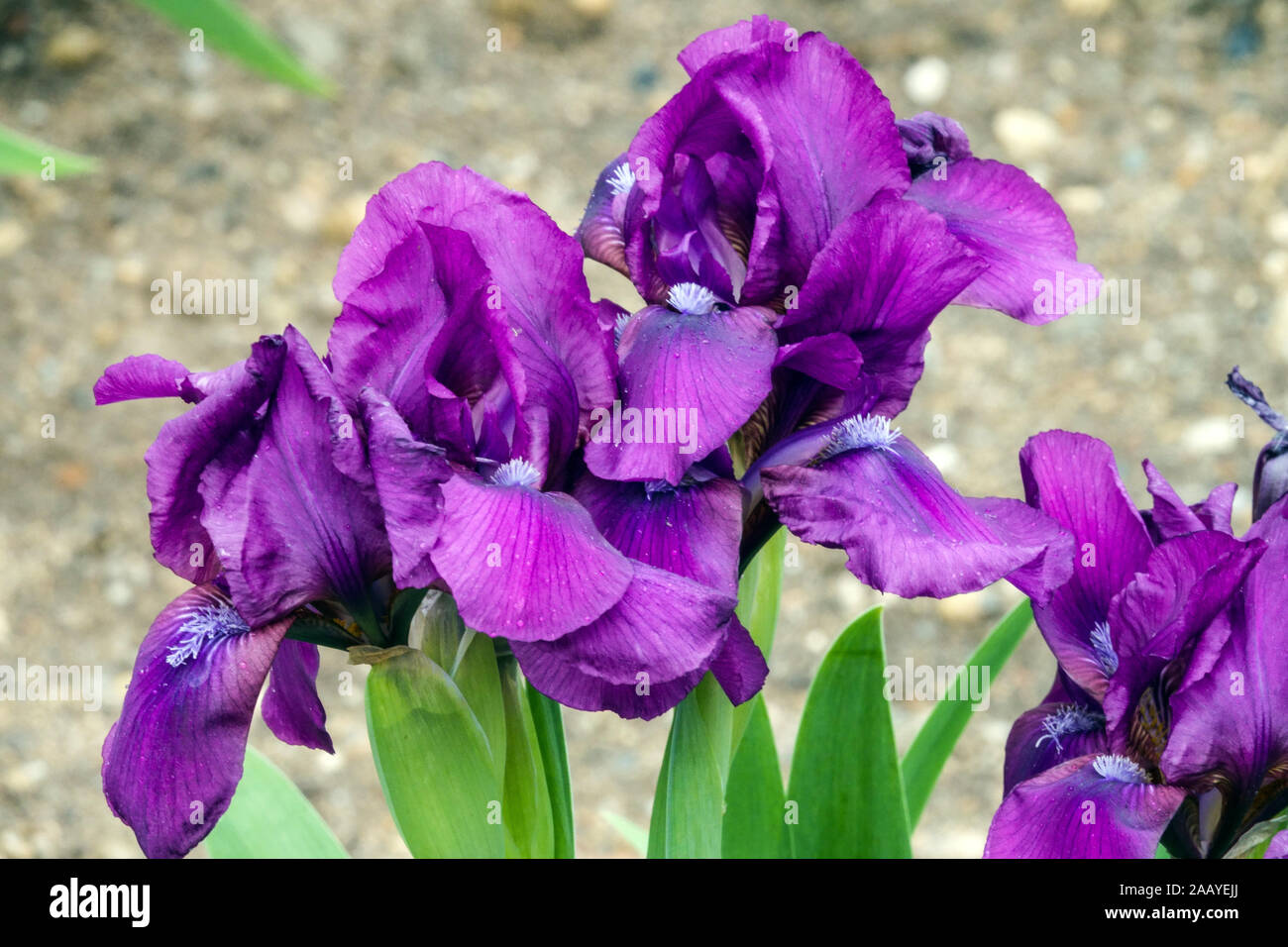 Blue Iris barbata nana Iris 'Caress' Standard nain Bearded Iris Banque D'Images