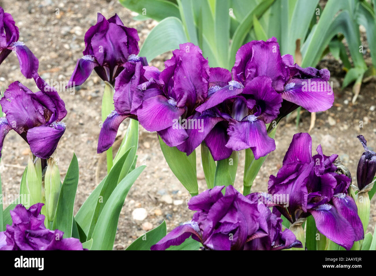 Blue Standard Dwarf Bearded Iris barbata nana 'caresse' Banque D'Images