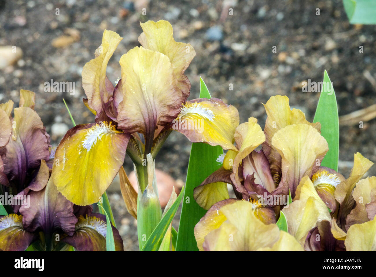 Iris barbata nana Iris 'singe' Standard nain barbu Iris Banque D'Images