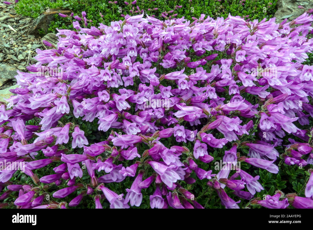 Penstemon de Davidson Penstemon davidsonii plante à litière basse Banque D'Images