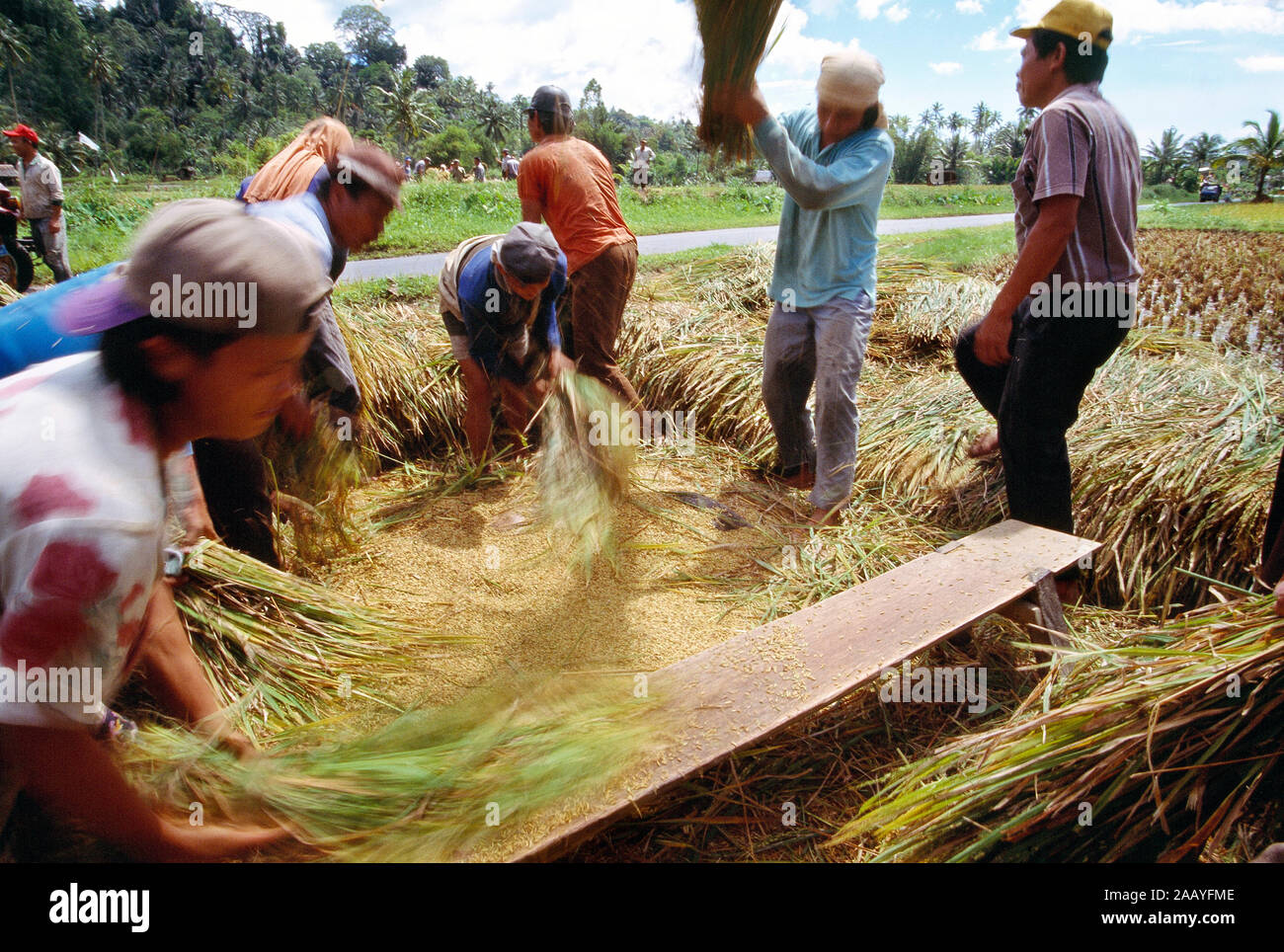 L'Indonésie. Sulawesi. L'agriculture. Les hommes de la récolte du riz grain. Banque D'Images